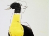 chestnutbreastedshellduck2