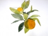 'Oranges & leaves', watercolour & ink, 2011