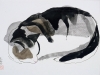 sleepingtabbycat