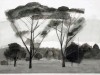 twoeucalypts